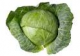 cabbage