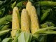 sweet corn