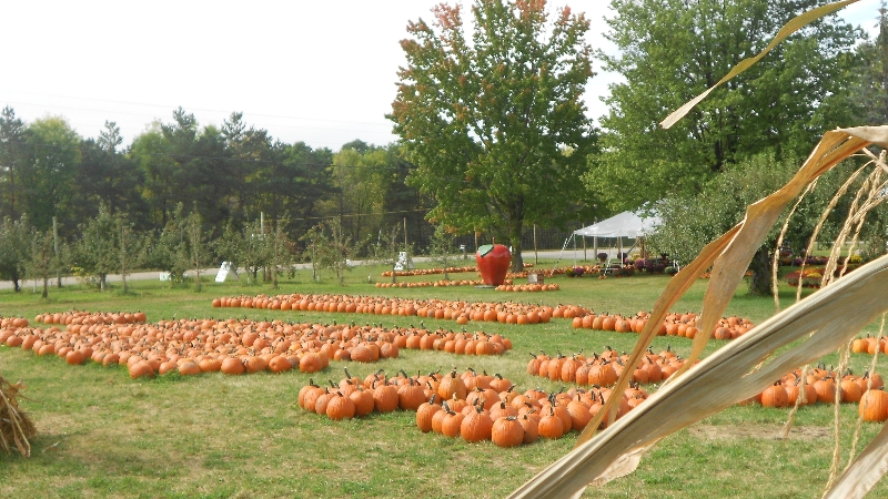 pumpkins