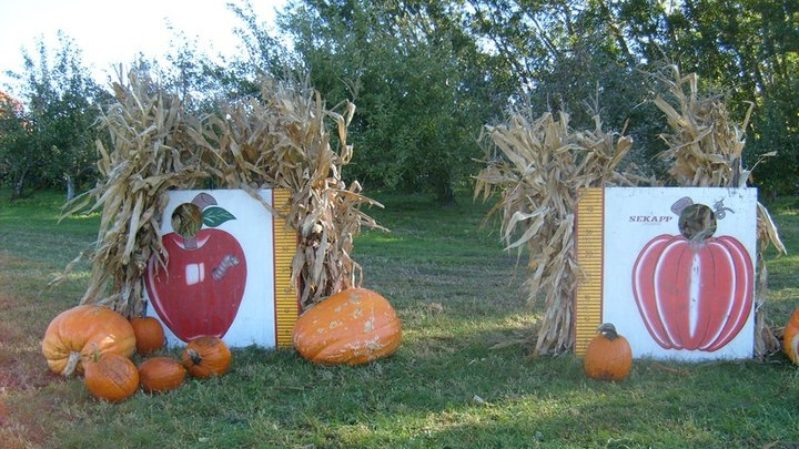 corn stalks