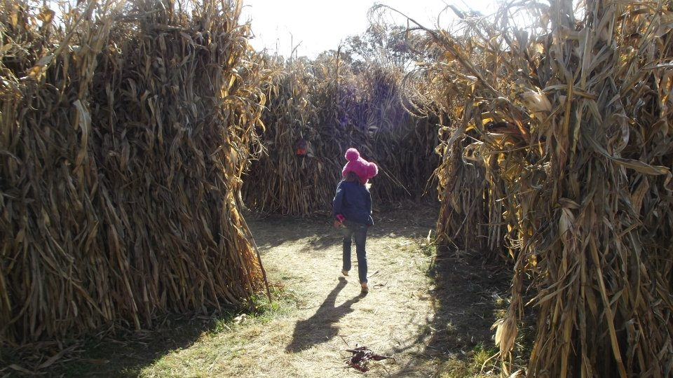 corn maze